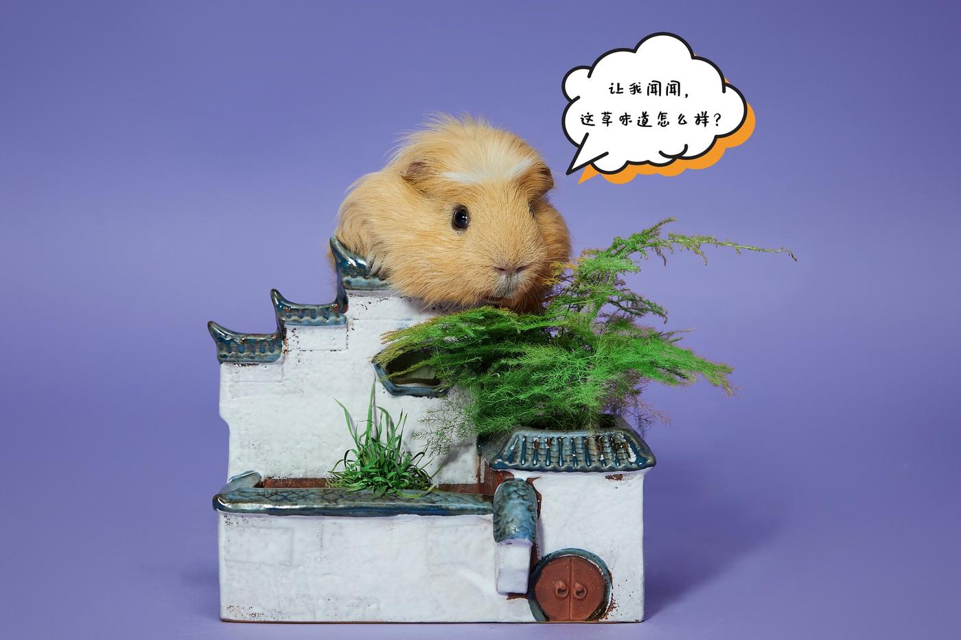 豚鼠18