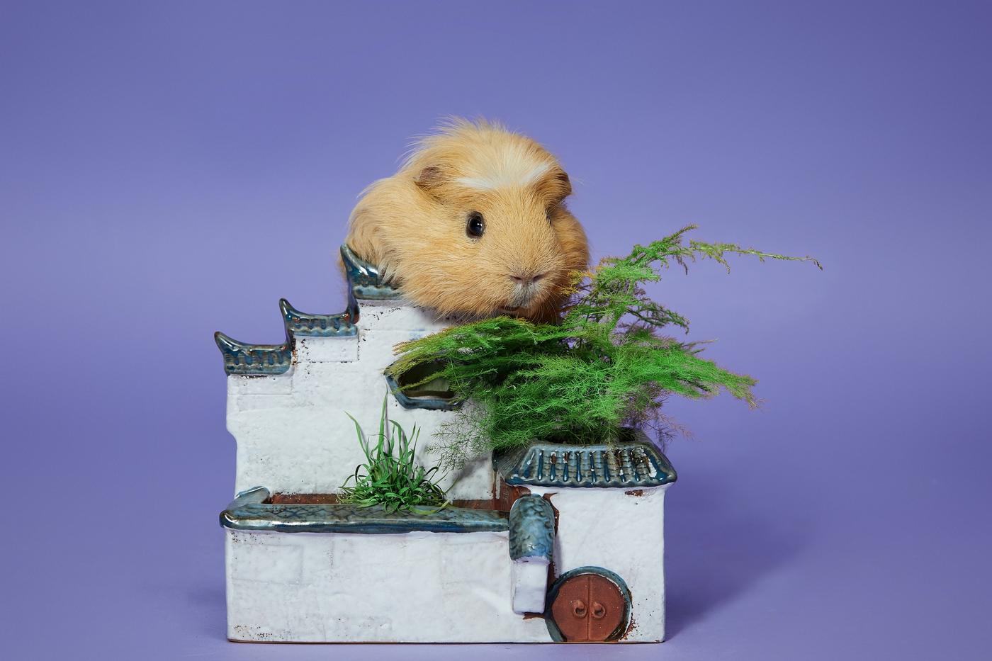 豚鼠15