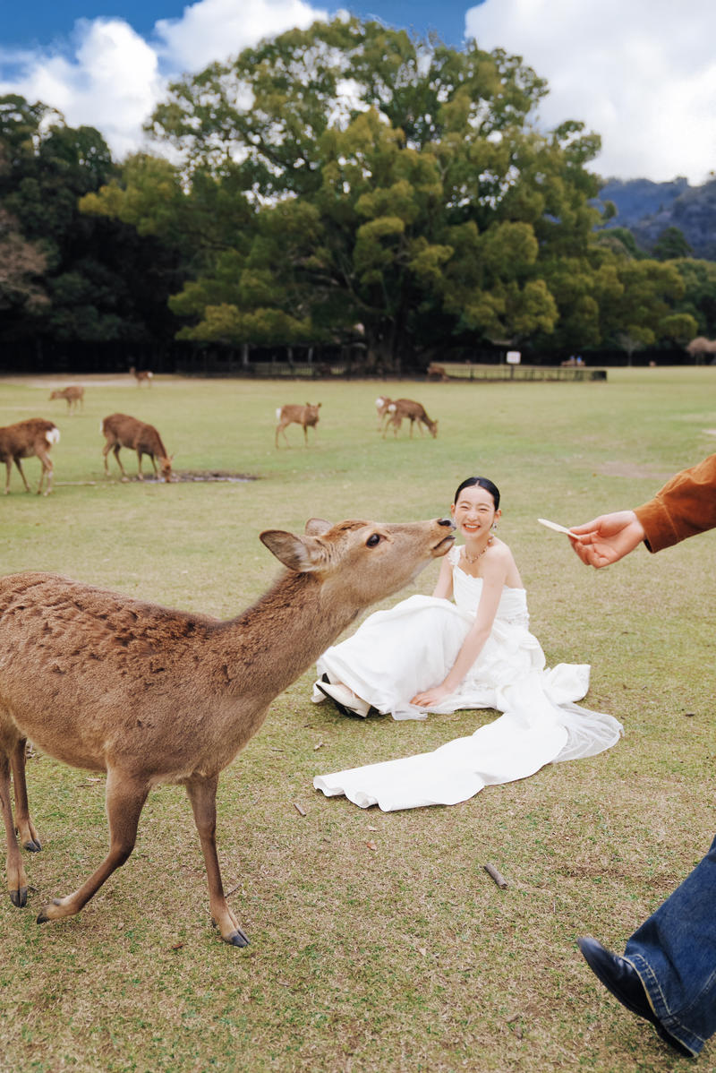 奈良小鹿 第6张 日本婚纱照 日本旅拍 奈良旅拍 日本尼鹿摄影